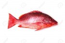 pargo red snapper